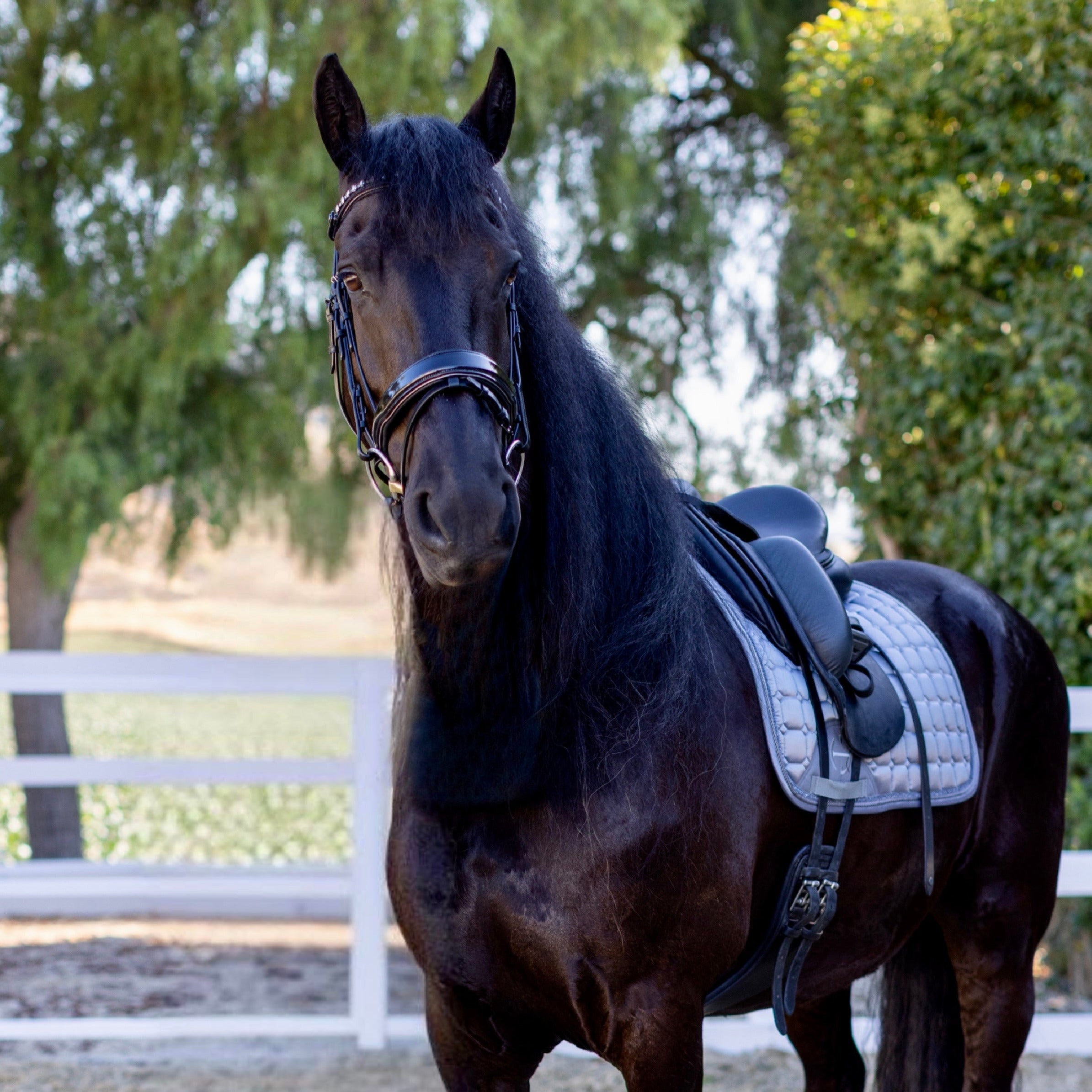 Ocala Black Patent Leather Snaffle Bridle With Removable Flash