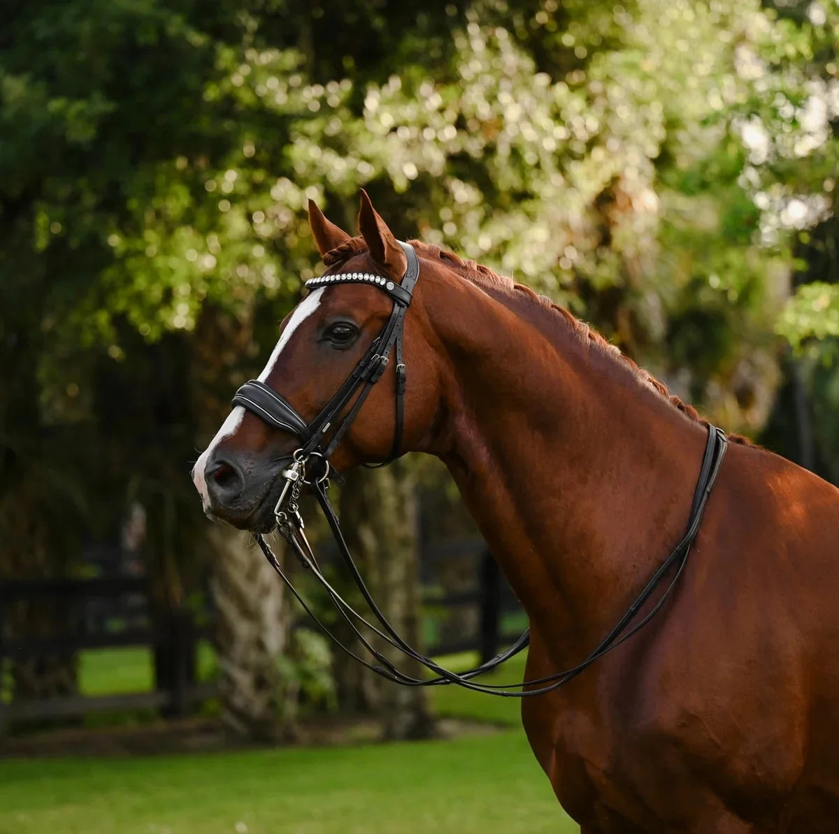 Lumiere Diva Double Bridle - Black - Cob